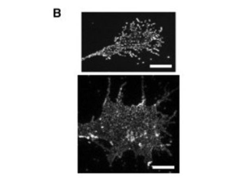 Fab Guinea Pig IgG (H&L) Antibody Biotin Conjugated