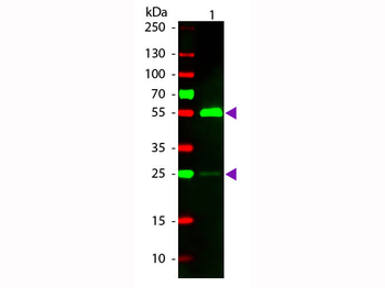 Fab Human IgG (H&L) Antibody Rhodamine Conjugated