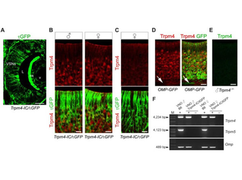 Fab Rabbit IgG (H&L) Antibody