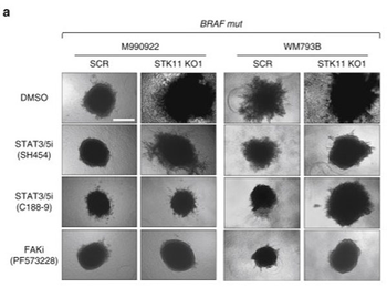 20% Sodium Dodecyl Sulfate Sds