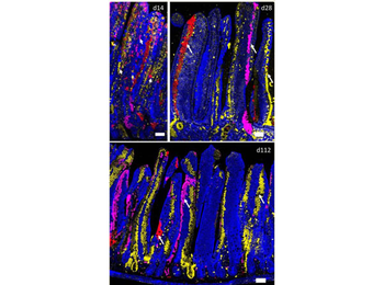 Tbs Fish Gel Concentrate 10X
