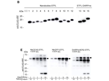 Blotto Immunoanalytical Grade (Non-Fat Dry Milk)