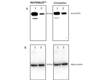 Revitablot Western Blot Stripping Buffer