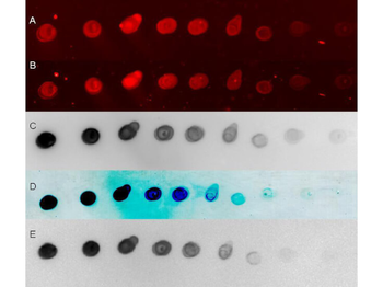Tmb Membrane Peroxidase Substrate