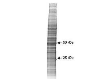 A431 Whole Cell Lysate