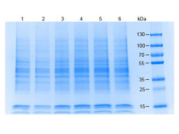 HEK293 Whole Cell Lysate