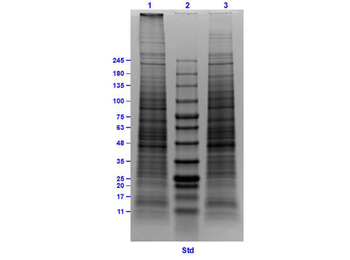 HEK293 Whole Cell Lysate