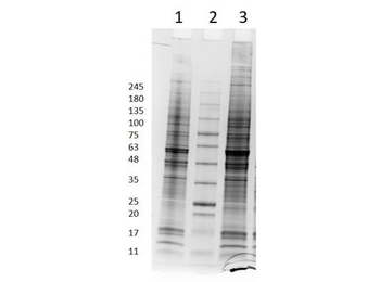 PANC-1 Whole Cell Lysate