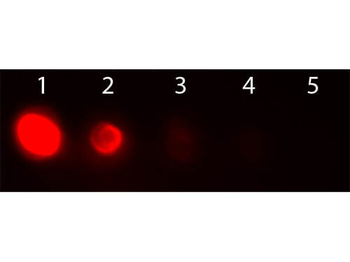 Avidin Rhodamine Conjugated