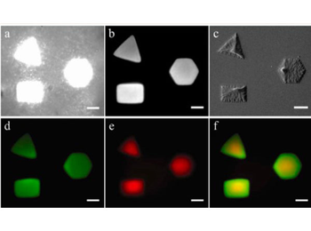Avidin Fluorescein Conjugated