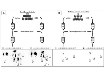 Avidin Peroxidase Conjugated
