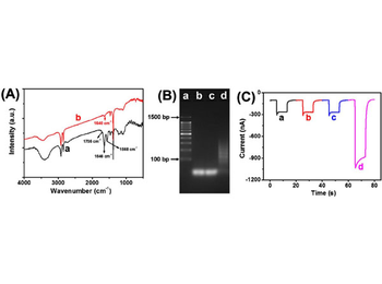 Avidin Glucose Oxidase Conjugated