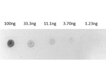 Biotin Alkaline Phosphatase Conjugated