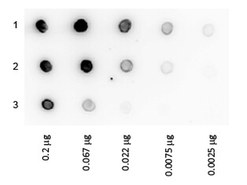 Protein A Peroxidase Conjugated