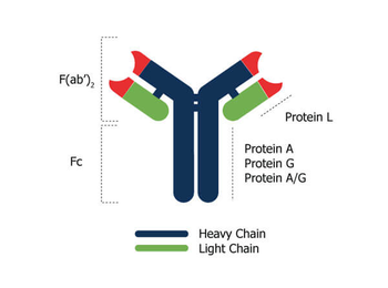 Sepharose Protein A