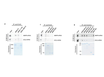 Sepharose Protein A