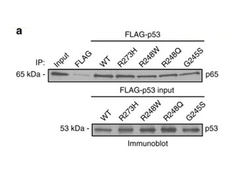 Sepharose Protein A