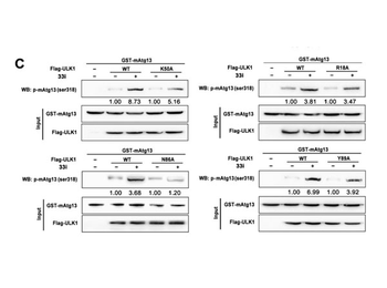 Sepharose Protein A/G
