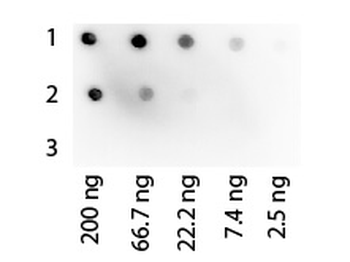 Protein G Peroxidase Conjugated