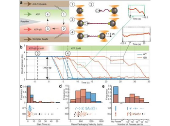 Protein G Biotin Conjugated