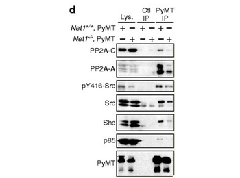 Sepharose Protein G