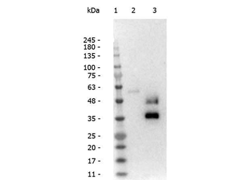 Llama IgG2 Antibody