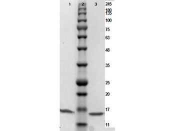 Human PARP1 protein