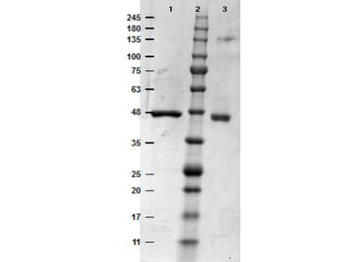Human/mouse/rat MEK1 protein