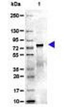 Mouse Transferrin protein