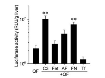 Mouse Transferrin protein