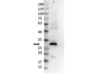 RFP Antibody