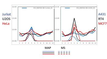 MEK2 N-Term Antibody