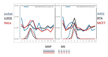 MEK1 C-Term Antibody