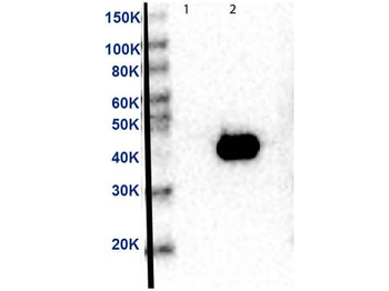 MEK2 C-Term Antibody