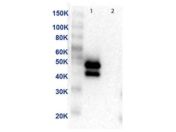 MAP2K1 Antibody (FITC)