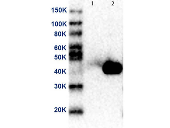 MEK2 N-Term Antibody HRP