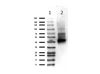 IKBKG Antibody