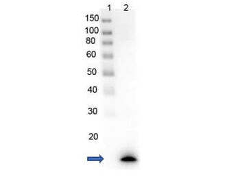 PARP1 (N-term ZF1) Antibody