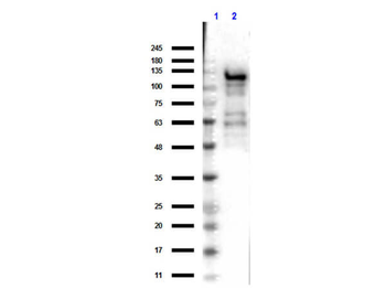 lacZ Antibody