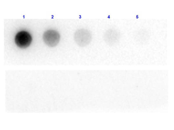 lacZ Antibody