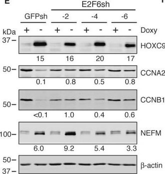 Beta Actin Antibody