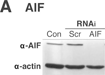 Beta Actin Antibody