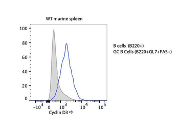 Ccnd3 Antibody