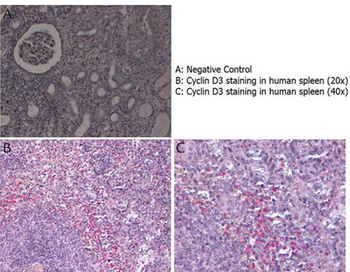 Ccnd3 Antibody