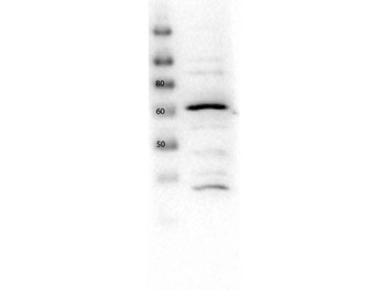 Slc2a2 Antibody