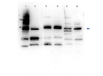 Slc2a2 Antibody