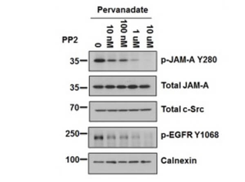 JAM A phospho Y280 Antibody