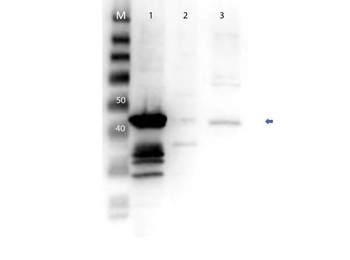 MAP2K1 Antibody