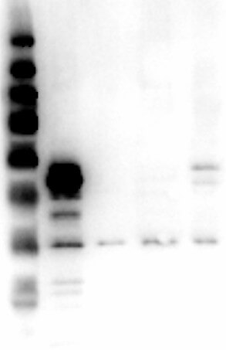 ERK1 N-Term Antibody