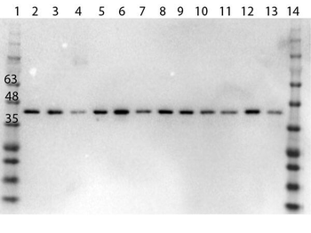 ERK2 C-Term Antibody